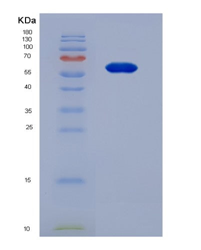 SDS-PAGE analysis of Mouse Prg4 (Proteoglycan 4) - Recombinant Protein, CATMouse Prg4 (Proteoglycan 4) - Recombinant Protein