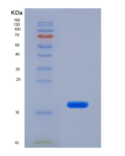 SDS-PAGE analysis of Human IL13 (Interleukin-13) - Recombinant Protein, CAT# BLT-07570P, showing >90% purity under 15% SDS-PAGE (Reduced)Human IL13 (Interleukin-13) - Recombinant Protein