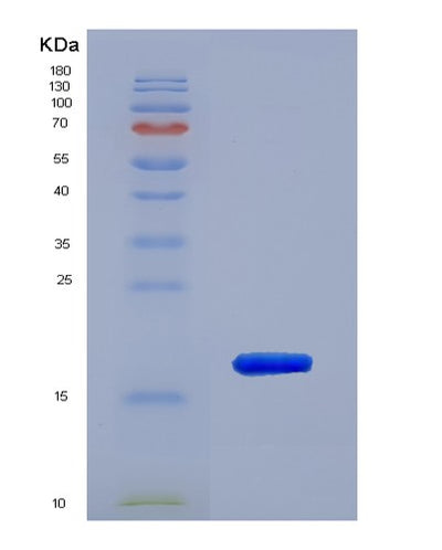 SDS-PAGE analysis of Mouse Ppia (Peptidyl-Prolyl Cis-Trans Isomerase A) - Recombinant Protein, CAT# BLT-02341P, showing >95% purity under 15% SDS-PAGE (Reduced)Mouse Ppia (Peptidyl-Prolyl Cis-Trans Isomerase A) - Recombinant Protein