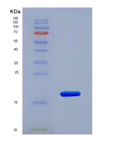 SDS-PAGE analysis of Mouse Ppia (Peptidyl-Prolyl Cis-Trans Isomerase A) - Recombinant Protein, CATMouse Ppia (Peptidyl-Prolyl Cis-Trans Isomerase A) - Recombinant Protein