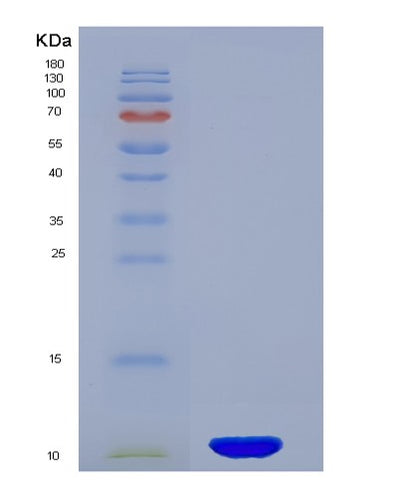 SDS-PAGE analysis of Human PI3 (Elafin) - Recombinant Protein, CAT# BLT-02260P, showing >95% purity under 15% SDS-PAGE (Reduced)Human PI3 (Elafin) - Recombinant Protein