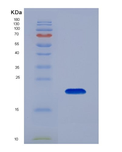 SDS-PAGE analysis of Mouse Lif (Leukemia Inhibitory Factor) - Recombinant Protein, CATMouse Lif (Leukemia Inhibitory Factor) - Recombinant Protein