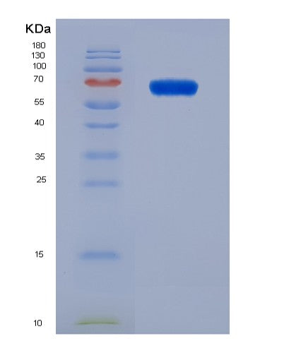 SDS-PAGE analysis of Mouse Irf1 (Interferon Regulatory Factor 1) - Recombinant Protein, CATMouse Irf1 (Interferon Regulatory Factor 1) - Recombinant Protein