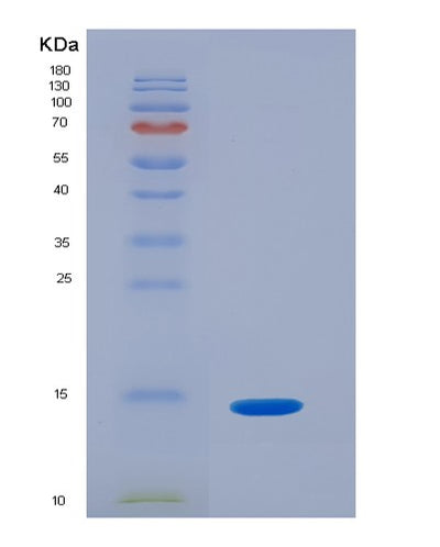 SDS-PAGE analysis of Mouse Pdgfb (Platelet-Derived Growth Factor Subunit B) - Recombinant Protein, CAT# BLT-07586P, showing >90% purity under 15% SDS-PAGE (Reduced)Mouse Pdgfb (Platelet-Derived Growth Factor Subunit B) - Recombinant Protein