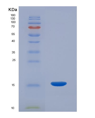 SDS-PAGE analysis of Human GAL (Galanin Peptides) - Recombinant Protein, CAT# BLT-01142P, showing >95% purity under 15% SDS-PAGE (Reduced)Human GAL (Galanin Peptides) - Recombinant Protein