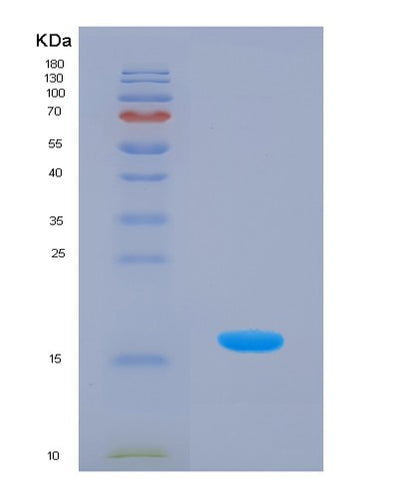 SDS-PAGE analysis of Human BDNF (Neurotrophic Factor Bdnf Precursor Form) - Recombinant Protein, CAT# BLT-00309P, showing >95% purity under 15% SDS-PAGE (Reduced)Human BDNF (Neurotrophic Factor Bdnf Precursor Form) - Recombinant Protein