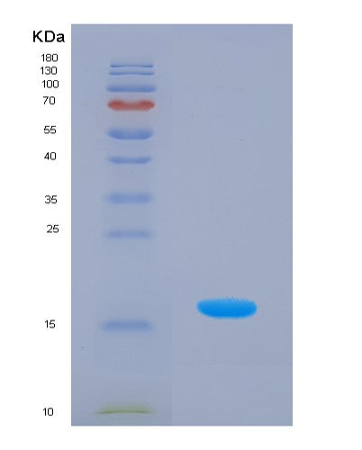 SDS-PAGE analysis of Human BDNF (Neurotrophic Factor Bdnf Precursor Form) - Recombinant Protein, CATHuman BDNF (Neurotrophic Factor Bdnf Precursor Form) - Recombinant Protein