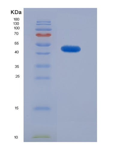 SDS-PAGE analysis of Mouse Lox (Protein-Lysine 6-Oxidase) - Recombinant Protein, CAT# BLT-07234P, showing >90% purity under 15% SDS-PAGE (Reduced)Mouse Lox (Protein-Lysine 6-Oxidase) - Recombinant Protein