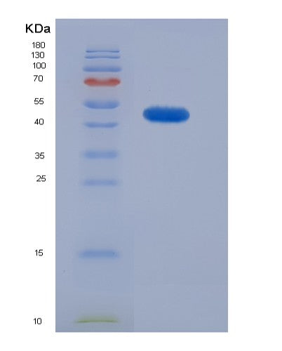 SDS-PAGE analysis of Mouse Lox (Protein-Lysine 6-Oxidase) - Recombinant Protein, CATMouse Lox (Protein-Lysine 6-Oxidase) - Recombinant Protein