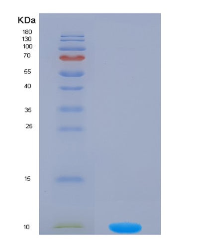 SDS-PAGE analysis of Mouse Col2a1 (Collagen Alpha-1(Ii) Chain) - Recombinant Protein, CAT# BLT-07603P, showing >90% purity under 15% SDS-PAGE (Reduced)Mouse Col2a1 (Collagen Alpha-1(Ii) Chain) - Recombinant Protein