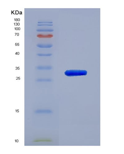 SDS-PAGE analysis of Human PDIA3 (Protein Disulfide-Isomerase A3) - Recombinant Protein, CAT# BLT-02191P, showing >90% purity under 15% SDS-PAGE (Reduced)Human PDIA3 (Protein Disulfide-Isomerase A3) - Recombinant Protein