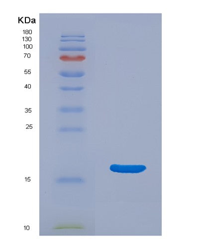 SDS-PAGE analysis of Mouse Uba52 (Ubiquitin-Ribosomal Protein El40 Fusion Protein) - Recombinant Protein, CATMouse Uba52 (Ubiquitin-Ribosomal Protein El40 Fusion Protein) - Recombinant Protein