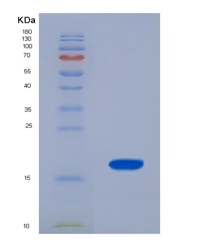 SDS-PAGE analysis of Human UBA52 (Ubiquitin-Ribosomal Protein El40 Fusion Protein) - Recombinant Protein, CATHuman UBA52 (Ubiquitin-Ribosomal Protein El40 Fusion Protein) - Recombinant Protein