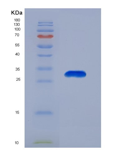 SDS-PAGE analysis of Human CASP14 (Caspase-14) - Recombinant Protein, CATHuman CASP14 (Caspase-14) - Recombinant Protein