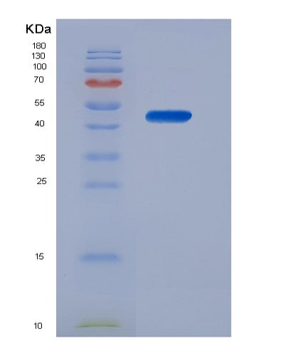 SDS-PAGE analysis of Human MPI (Mannose-6-Phosphate Isomerase) - Recombinant Protein, CATHuman MPI (Mannose-6-Phosphate Isomerase) - Recombinant Protein