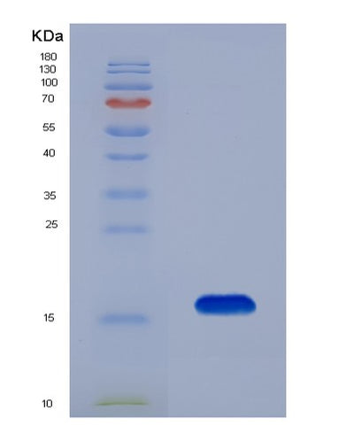 SDS-PAGE analysis of Human BTC (Probetacellulin) - Recombinant Protein, CAT# BLT-00360P, showing >85% purity under 15% SDS-PAGE (Reduced)Human BTC (Probetacellulin) - Recombinant Protein