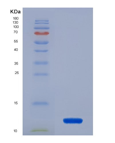 SDS-PAGE analysis of Human PHB1 (Prohibitin 1) - Recombinant Protein, CATHuman PHB1 (Prohibitin 1) - Recombinant Protein