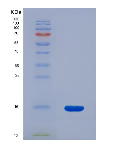 SDS-PAGE analysis of Human GLRX (Glutaredoxin-1) - Recombinant Protein, CATHuman GLRX (Glutaredoxin-1) - Recombinant Protein