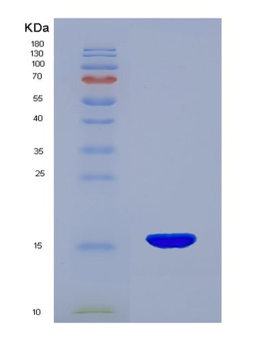SDS-PAGE analysis of Human GDNF (Glial Cell Line-Derived Neurotrophic Factor) - Recombinant Protein, CAT# BLT-04948P, showing >90% purity under 15% SDS-PAGE (Reduced)Human GDNF (Glial Cell Line-Derived Neurotrophic Factor) - Recombinant Protein