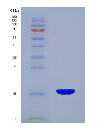 SDS-PAGE analysis of Human GDNF (Glial Cell Line-Derived Neurotrophic Factor) - Recombinant Protein, CATHuman GDNF (Glial Cell Line-Derived Neurotrophic Factor) - Recombinant Protein