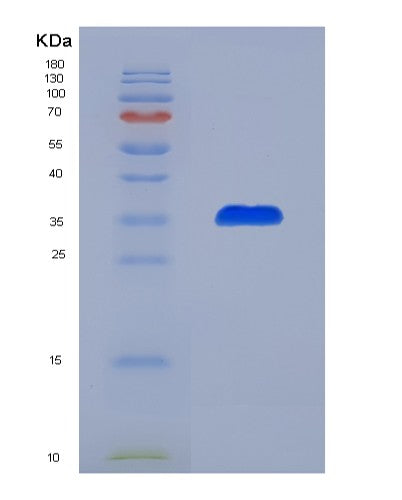 SDS-PAGE analysis of Human PEX19 (Peroxisomal Biogenesis Factor 19) - Recombinant Protein, CATHuman PEX19 (Peroxisomal Biogenesis Factor 19) - Recombinant Protein
