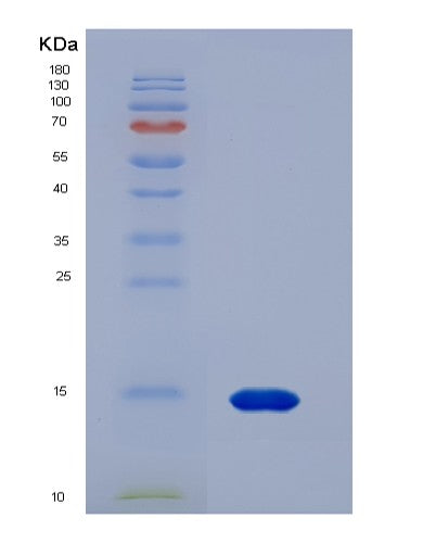 SDS-PAGE analysis of Human CASP2 (Caspase-2) - Recombinant Protein, CATHuman CASP2 (Caspase-2) - Recombinant Protein