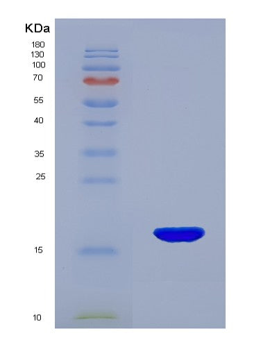 SDS-PAGE analysis of Mouse Rnase2 (Non-Secretory Ribonuclease) - Recombinant Protein, CATMouse Rnase2 (Non-Secretory Ribonuclease) - Recombinant Protein