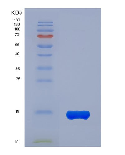 SDS-PAGE analysis of Mouse Ang (Angiogenin) - Recombinant Protein, CAT# BLT-07630P, showing >90% purity under 15% SDS-PAGE (Reduced)Mouse Ang (Angiogenin) - Recombinant Protein