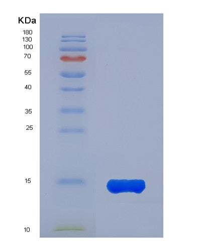SDS-PAGE analysis of Mouse Ang (Angiogenin) - Recombinant Protein, CATMouse Ang (Angiogenin) - Recombinant Protein