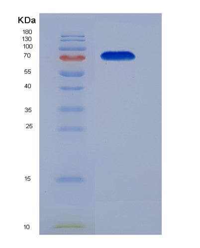 SDS-PAGE analysis of Human TRAP1 (Heat Shock Protein 75 Kda, Mitochondrial) - Recombinant Protein, CATHuman TRAP1 (Heat Shock Protein 75 Kda, Mitochondrial) - Recombinant Protein