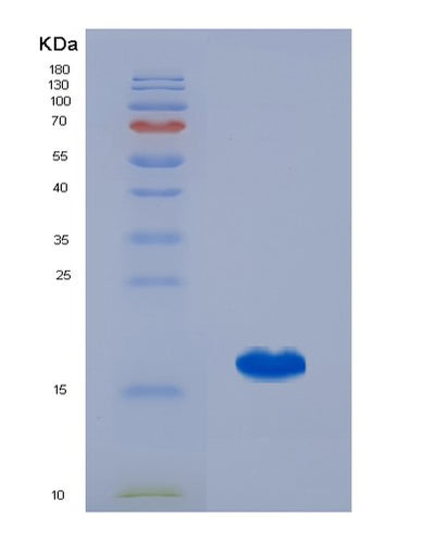 SDS-PAGE analysis of Human GDF5 (Growth/Differentiation Factor 5) - Recombinant Protein, CAT# BLT-01178P, showing >95% purity under 15% SDS-PAGE (Reduced)Human GDF5 (Growth/Differentiation Factor 5) - Recombinant Protein
