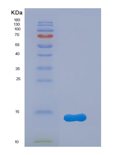 SDS-PAGE analysis of Mouse Sftpc (Surfactant Protein C) - Recombinant Protein, CAT# BLT-07637P, showing >90% purity under 15% SDS-PAGE (Reduced)Mouse Sftpc (Surfactant Protein C) - Recombinant Protein