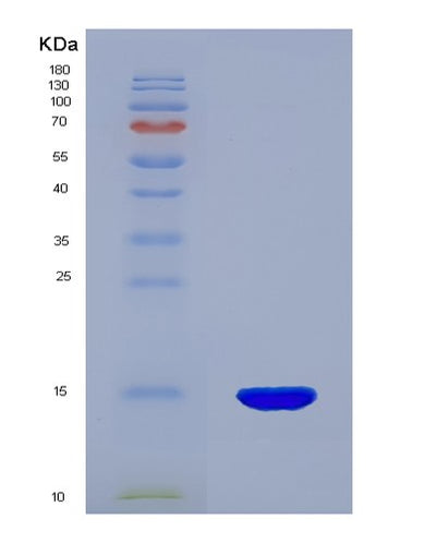 SDS-PAGE analysis of Mouse Txn (Thioredoxin) - Recombinant Protein, CAT# BLT-07648P, showing >90% purity under 15% SDS-PAGE (Reduced)Mouse Txn (Thioredoxin) - Recombinant Protein