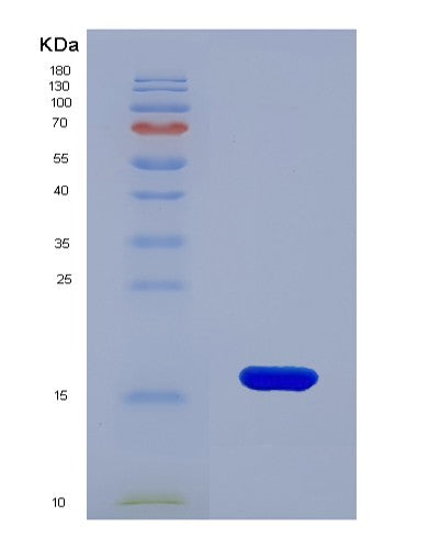 SDS-PAGE analysis of Human CASP9 (Caspase-9) - Recombinant Protein, CATHuman CASP9 (Caspase-9) - Recombinant Protein