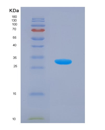 SDS-PAGE analysis of Mouse Glrx3 (Glutaredoxin-3) - Recombinant Protein, CATMouse Glrx3 (Glutaredoxin-3) - Recombinant Protein