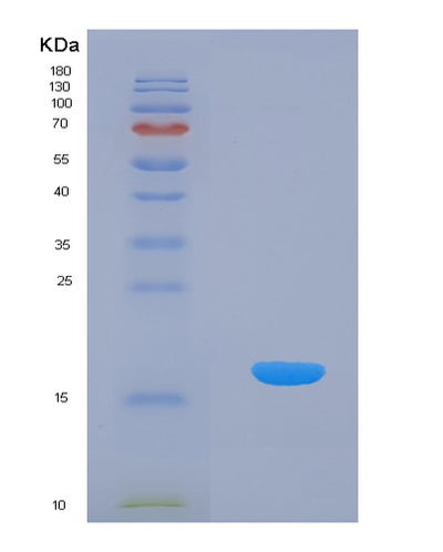 SDS-PAGE analysis of Human IL24 (Interleukin-24) - Recombinant Protein, CAT# BLT-07659P, showing >90% purity under 15% SDS-PAGE (Reduced)Human IL24 (Interleukin-24) - Recombinant Protein