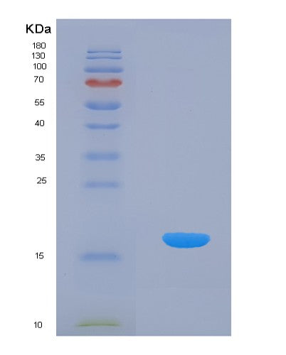 SDS-PAGE analysis of Human IL24 (Interleukin-24) - Recombinant Protein, CATHuman IL24 (Interleukin-24) - Recombinant Protein
