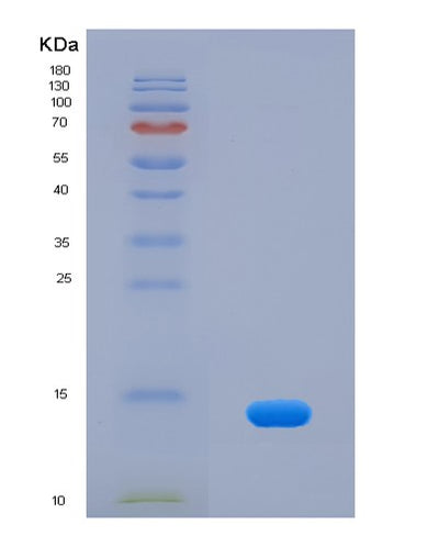 SDS-PAGE analysis of Human CCL11 (Eotaxin) - Recombinant Protein, CAT# BLT-03991P, showing >95% purity under 15% SDS-PAGE (Reduced)Human CCL11 (Eotaxin) - Recombinant Protein