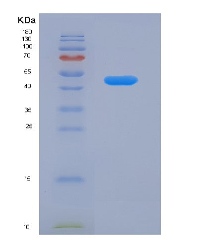 SDS-PAGE analysis of Human ATXN3 (Ataxin-3) - Recombinant Protein, CATHuman ATXN3 (Ataxin-3) - Recombinant Protein