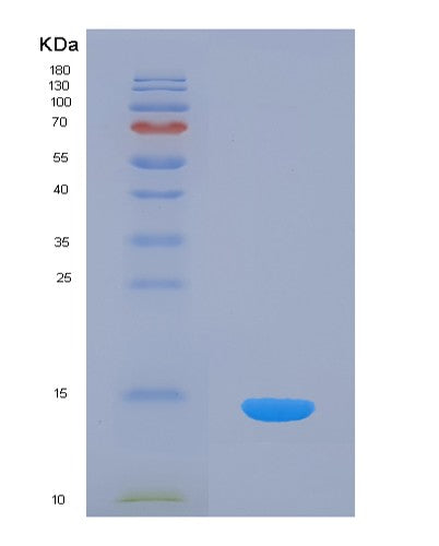 SDS-PAGE analysis of Human INHBC (Inhibin Beta C Chain) - Recombinant Protein, CATHuman INHBC (Inhibin Beta C Chain) - Recombinant Protein