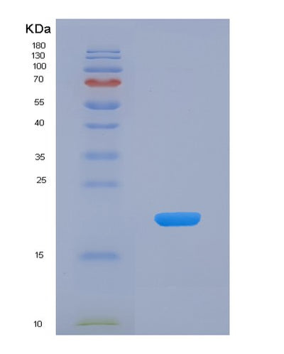 SDS-PAGE analysis of Human GDF10 (Growth/Differentiation Factor 10) - Recombinant Protein, CAT# BLT-01176P, showing >90% purity under 15% SDS-PAGE (Reduced)Human GDF10 (Growth/Differentiation Factor 10) - Recombinant Protein