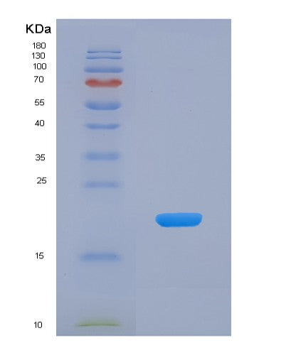 SDS-PAGE analysis of Human GDF10 (Growth/Differentiation Factor 10) - Recombinant Protein, CATHuman GDF10 (Growth/Differentiation Factor 10) - Recombinant Protein