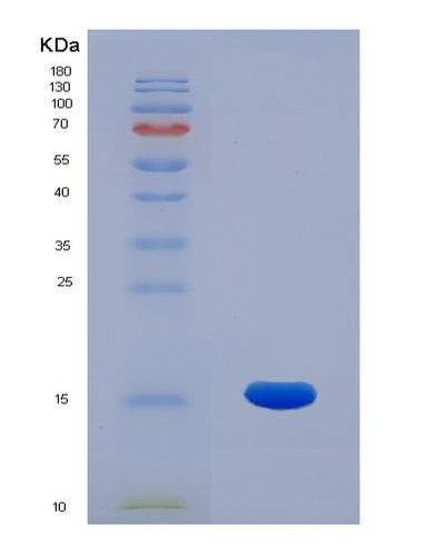 SDS-PAGE analysis of Human CASP7 (Caspase-7) - Recombinant Protein, CAT# BLT-06987P, showing >90% purity under 15% SDS-PAGE (Reduced)Human CASP7 (Caspase-7) - Recombinant Protein