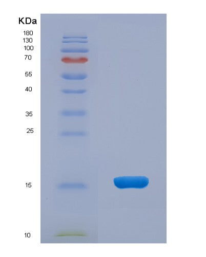 SDS-PAGE analysis of Mouse Lrpap1 (Alpha-2-Macroglobulin Receptor-Associated Protein) - Recombinant Protein, CATMouse Lrpap1 (Alpha-2-Macroglobulin Receptor-Associated Protein) - Recombinant Protein
