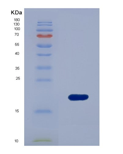SDS-PAGE analysis of Human SUMO3 (Small Ubiquitin-Related Modifier 3) - Recombinant Protein, CATHuman SUMO3 (Small Ubiquitin-Related Modifier 3) - Recombinant Protein