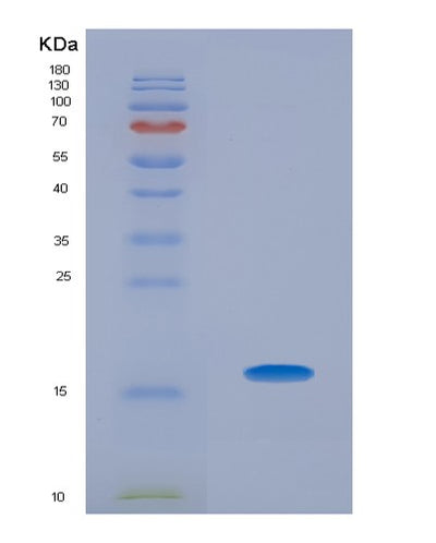 SDS-PAGE analysis of Human TCL1A (T-Cell Leukemia/Lymphoma Protein 1A) - Recombinant Protein, CAT# BLT-02998P, showing >95% purity under 15% SDS-PAGE (Reduced)Human TCL1A (T-Cell Leukemia/Lymphoma Protein 1A) - Recombinant Protein