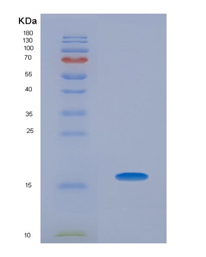 SDS-PAGE analysis of Human TCL1A (T-Cell Leukemia/Lymphoma Protein 1A) - Recombinant Protein, CATHuman TCL1A (T-Cell Leukemia/Lymphoma Protein 1A) - Recombinant Protein