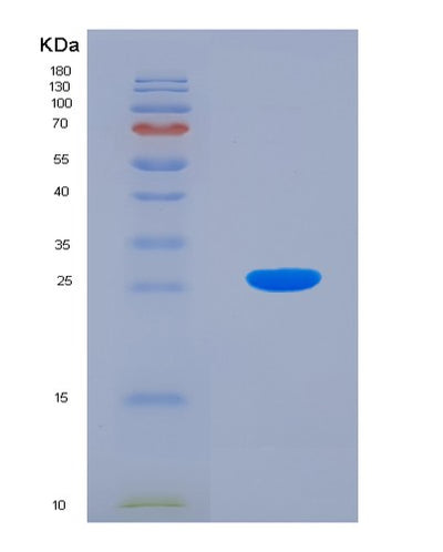 SDS-PAGE analysis of Human CDC42 (Cell Division Control Protein 42 Homolog) - Recombinant Protein, CAT# BLT-00532P, showing >95% purity under 15% SDS-PAGE (Reduced)Human CDC42 (Cell Division Control Protein 42 Homolog) - Recombinant Protein