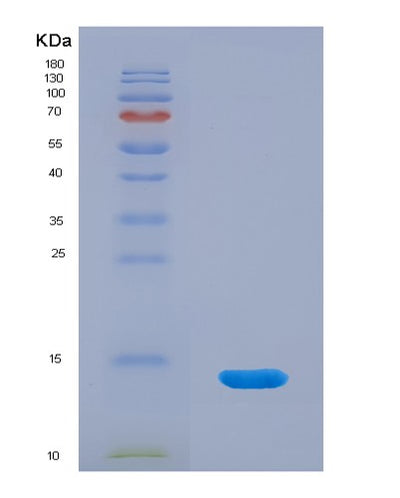 SDS-PAGE analysis of Human SNRPE (Small Nuclear Ribonucleoprotein E) - Recombinant Protein, CAT# BLT-02829P, showing >95% purity under 15% SDS-PAGE (Reduced)Human SNRPE (Small Nuclear Ribonucleoprotein E) - Recombinant Protein