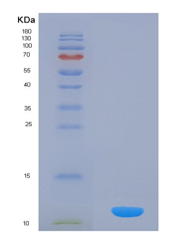 SDS-PAGE analysis of Human SNRPG (Small Nuclear Ribonucleoprotein G) - Recombinant Protein, CATHuman SNRPG (Small Nuclear Ribonucleoprotein G) - Recombinant Protein